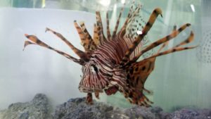 lionfish robot